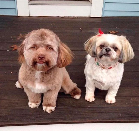 bob perro con rostro humano - El gato con 'rostro humano'