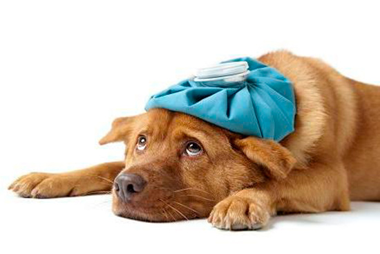perro con fiebre - Urgencias veterinarias en verano