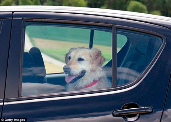 perro en coche - Urgencias veterinarias en verano