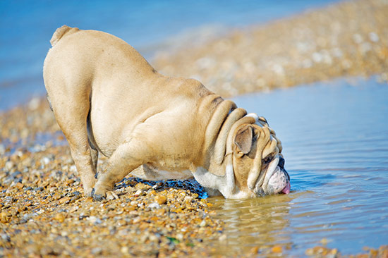perro en la playa - Urgencias veterinarias en verano