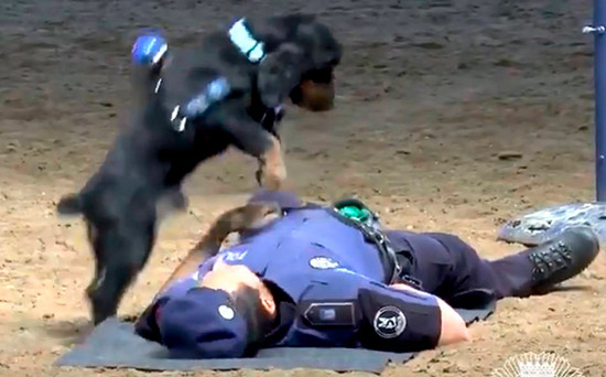 perro poncho haciendo reanimacion policia - Perros y reanimaciones cardiopulmonares