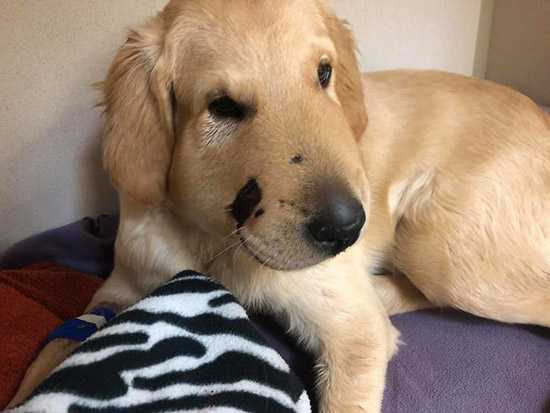 perro salva a mujer de ser mordida por serpiente - Un cachorro salva a su dueña de una cascabel