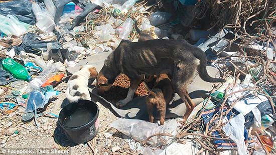 Takis shelter 1 - El refugio de decenas de perros sin hogar