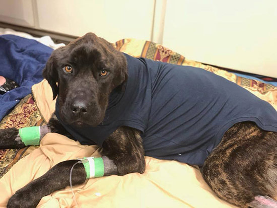 champ perro rescatado en recuperacion - ¿Matar de hambre al perro por venganza?