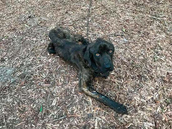 champ perro rescatado - ¿Matar de hambre al perro por venganza?