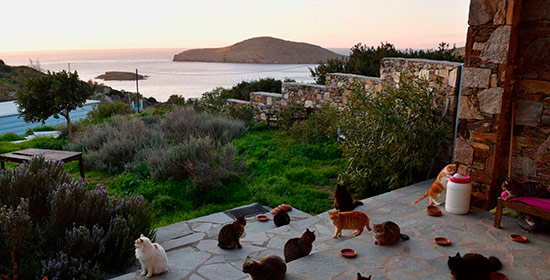 trabajo amante de los gatos isla griega - Trabajo remunerado cuidando gatos