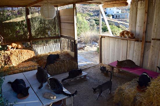 trabajo cuidar gatos isla griega - Trabajo remunerado cuidando gatos