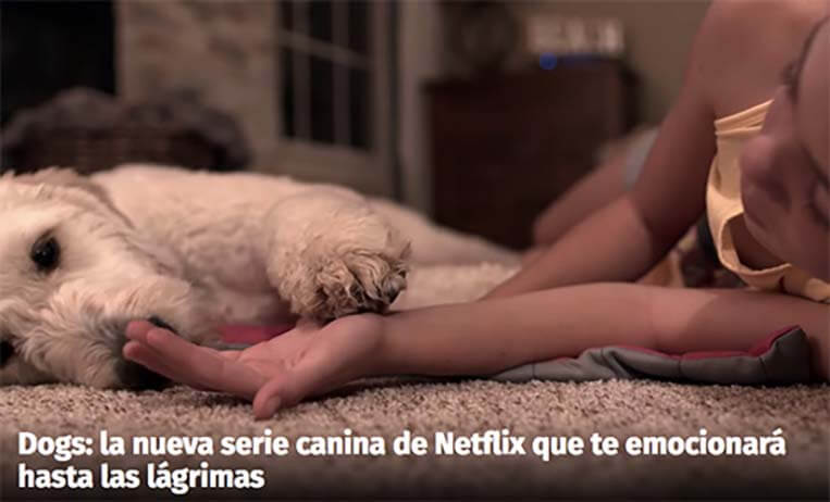 Netflix Dogs - 'Amigos Caninos', la nueva serie documental de Netflix, se estrena en noviembre