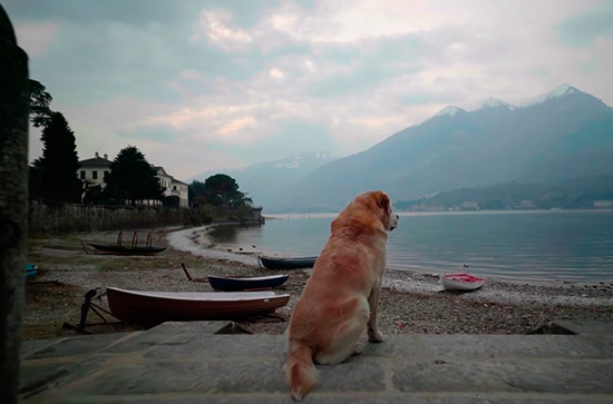 dogs netflix - 'Amigos Caninos', la nueva serie documental de Netflix, se estrena en noviembre