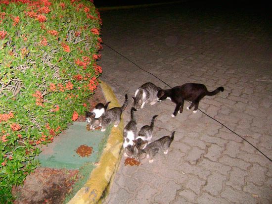 gatos abandonados - Penas polémicas para maltratadores de animales