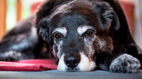 perro anciano - El Alzheimer canino: síntomas y tratamientos