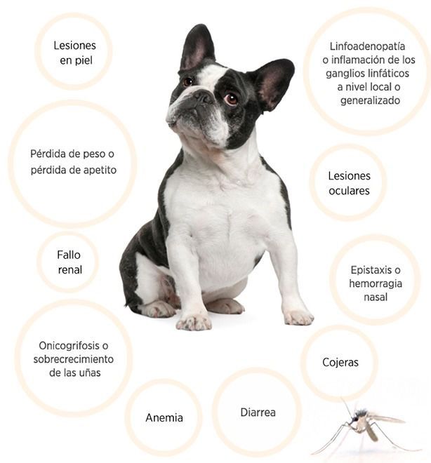 perro gráfica - Bajo el Microscopio: La Leishmaniosis