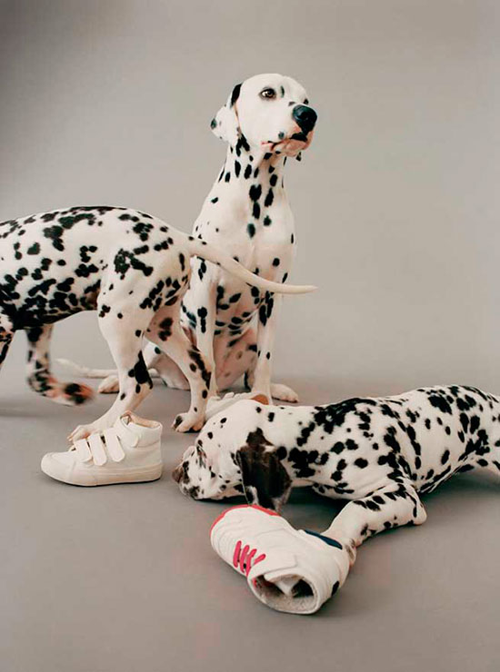 perros y gatos catalogo Zara 3 - Perros y gatos, modelos de Zara