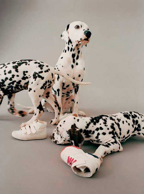 perros y gatos catalogo Zara 3 - Perros y gatos, modelos de Zara
