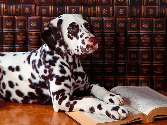 perro en la biblioteca - Cachorros anti estrés y estudiantes