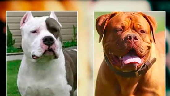 perros dogo de Burdeos matan a dos mujeres - Perros sacrificados por matar a dos mujeres
