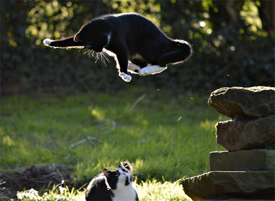 premios fotografia animal 10 - Fotos simpáticas de animales domésticos