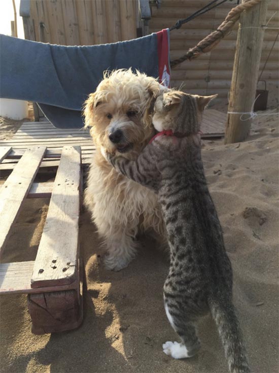 premios fotografia animal 5 - Fotos simpáticas de animales domésticos