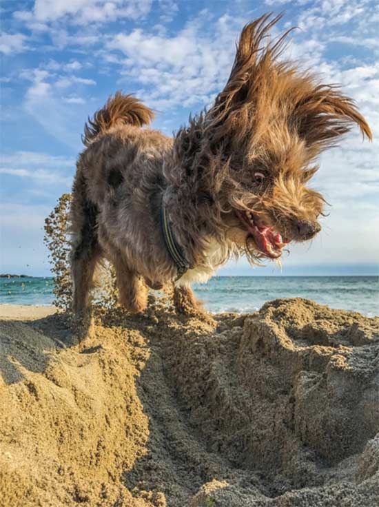 premios fotografia animal 9 - Fotos simpáticas de animales domésticos