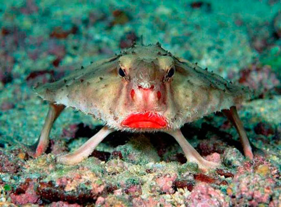 Batfish de labios rojos - Los animales más desconocidos del planeta