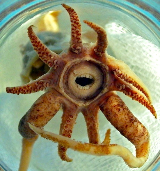Gob faced squid The Edinburgh Masot - Los animales más desconocidos del planeta
