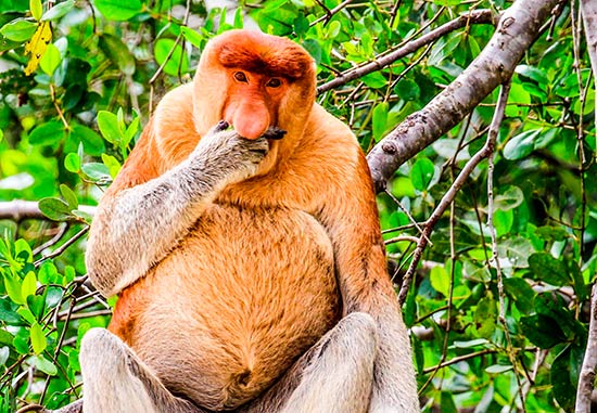 Proboscis monkey - Los animales más desconocidos del planeta