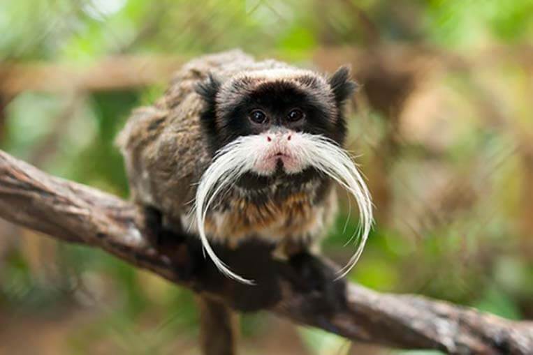 Titi emperador o Tamarino bigotudo - Los animales más desconocidos del planeta