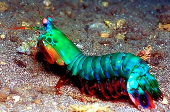 mantis marina - Los animales más desconocidos del planeta