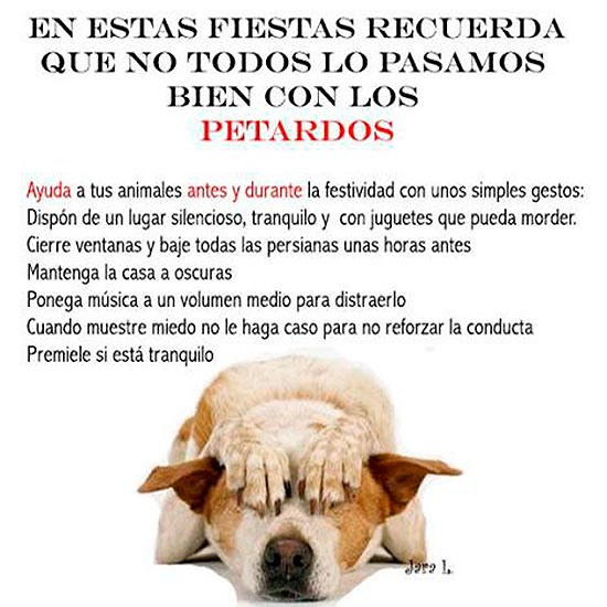 perro y pirotecnia consejos - Perra en pánico por unos petardos