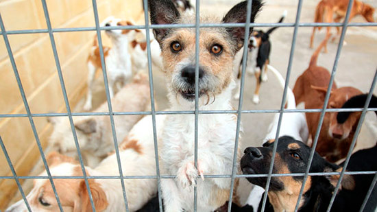 perros en la protectora - Alemania: ¡No a las adopciones en Navidad!