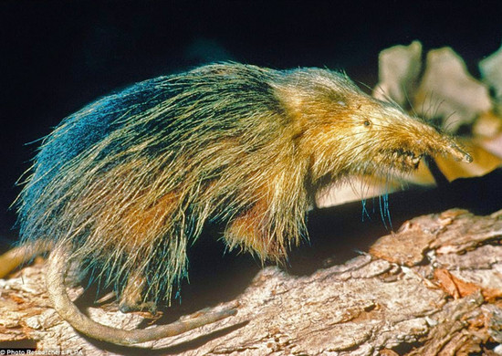 solenodon cubans - Los animales más desconocidos del planeta