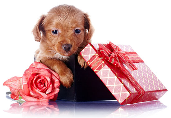 un perro no es un regalo - Alemania: ¡No a las adopciones en Navidad!