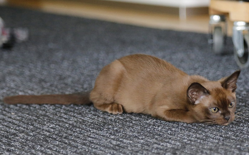 Gato birmano - Las razas de gatos más impresionantes