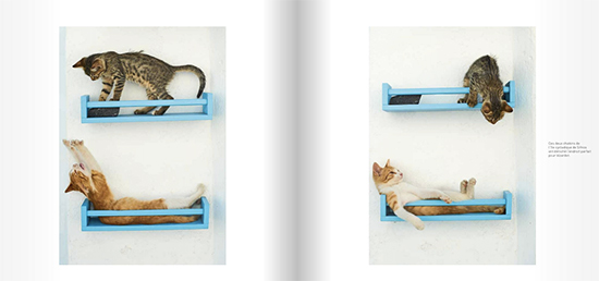 Tuul y Bruno Morandi gatos 2 - Fotografías de gatos callejeros por el mundo