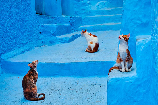 Tuul y Bruno Morandi gatos 3 - Fotografías de gatos callejeros por el mundo