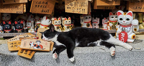 Tuul y Bruno Morandi gatos 4 - Fotografías de gatos callejeros por el mundo