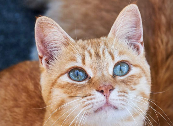 Tuul y Bruno Morandi gatos - Fotografías de gatos callejeros por el mundo