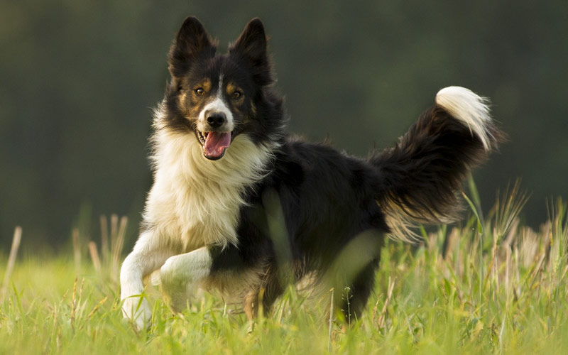 border collie - Las 5 razas de perros más inteligentes
