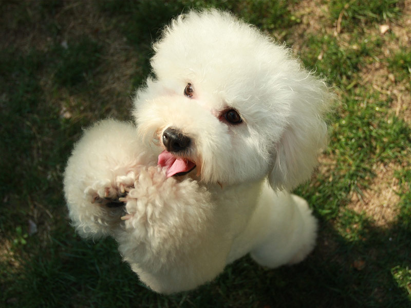 caniche toy - Las razas de perros más pequeños