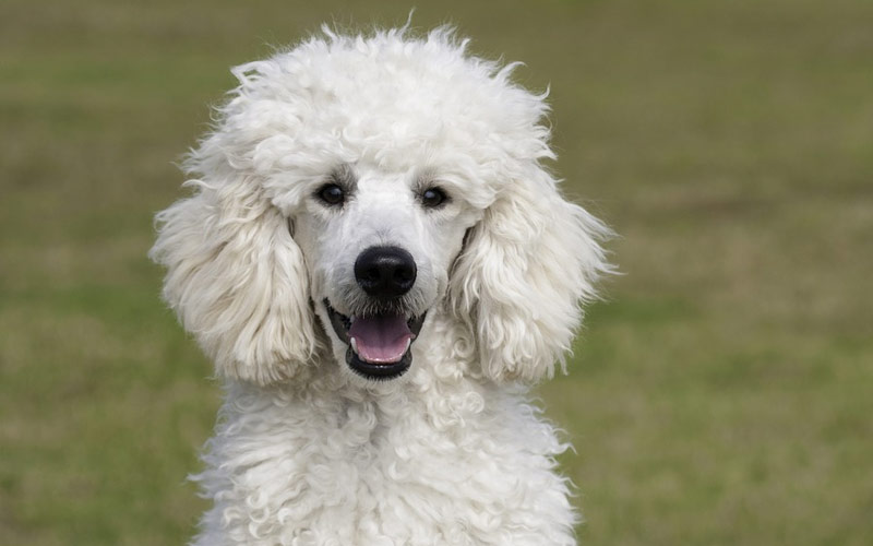 caniche - Las 5 razas de perros más inteligentes