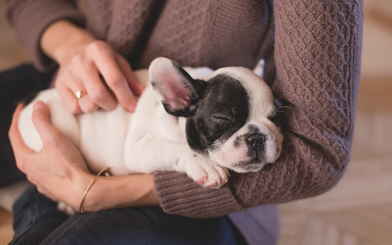 cuidados de un cachorro - Cuidados de un perro cachorro