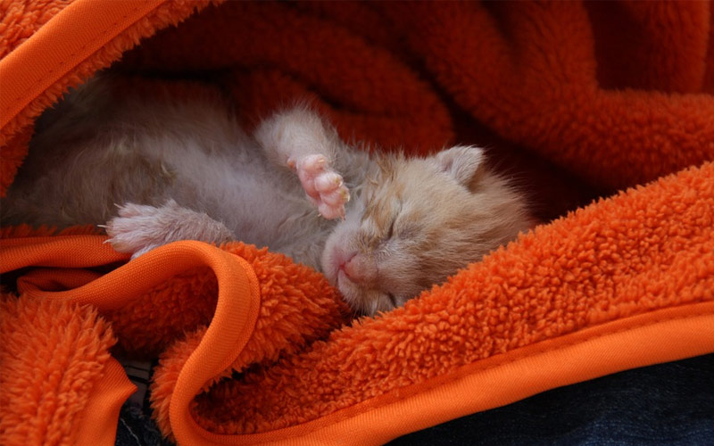 cuidados de un gatito cachorro - Conoce los cuidados que necesita un gatito cachorro