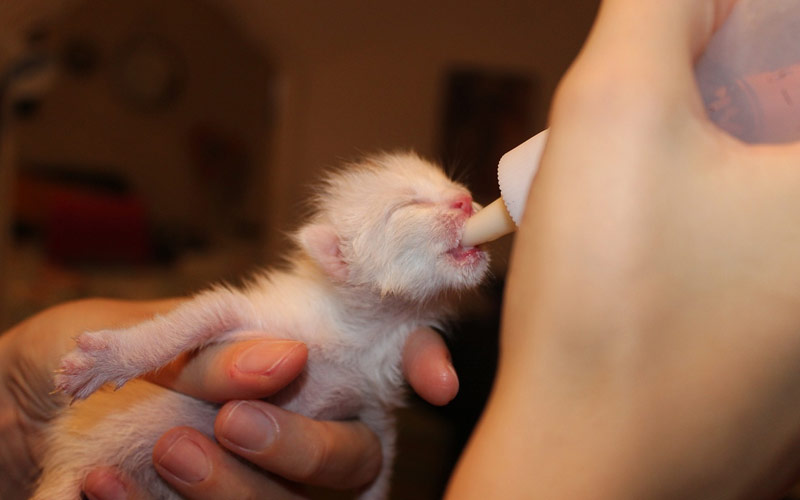 gatito comiendo biberon - Conoce los cuidados que necesita un gatito cachorro