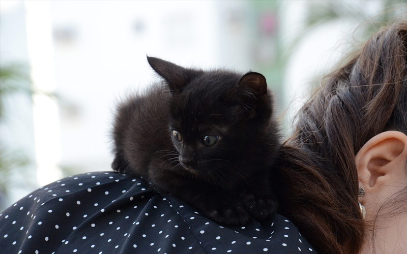 gatito con la familia - Conoce los cuidados que necesita un gatito cachorro