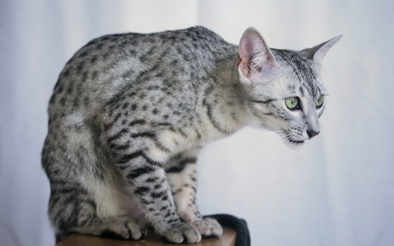 gato mau egipcio - Las razas de gatos más impresionantes