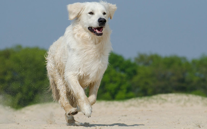 golden retriever - Las 5 razas de perros más inteligentes