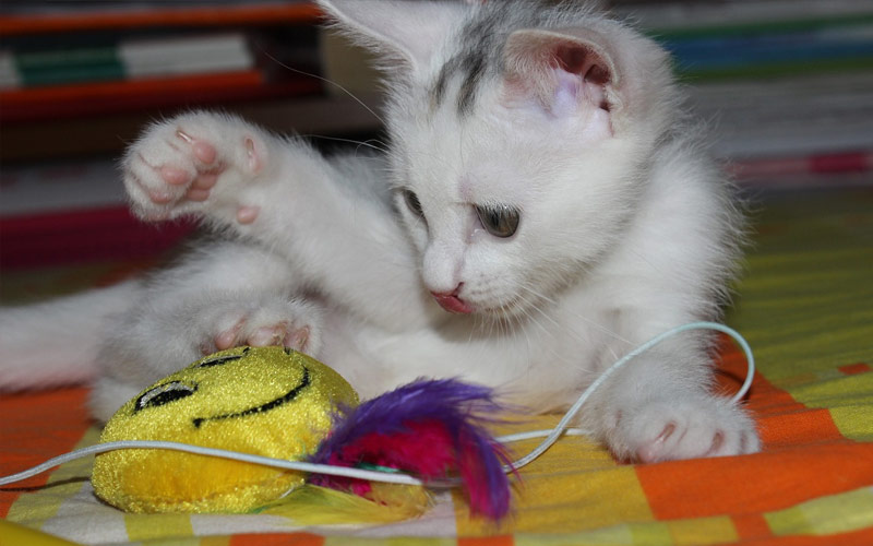 juguetes gatitos - Conoce los cuidados que necesita un gatito cachorro