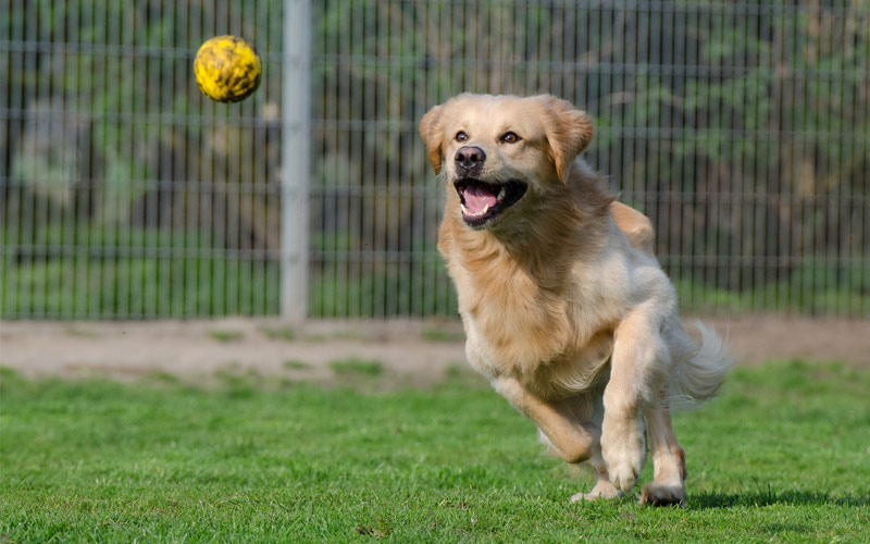 mejores condroprotectores perros - Top 5 condroprotectores para perros