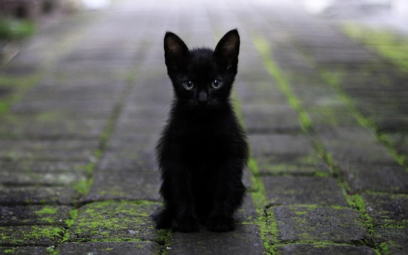 Cumplimiento a para ver Confusión Mito: El Gato Negro - Tienda Veterinaria Blog