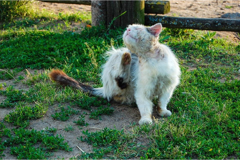 parasitos intestinales en gatos - Tipos de parásitos intestinales en gatos